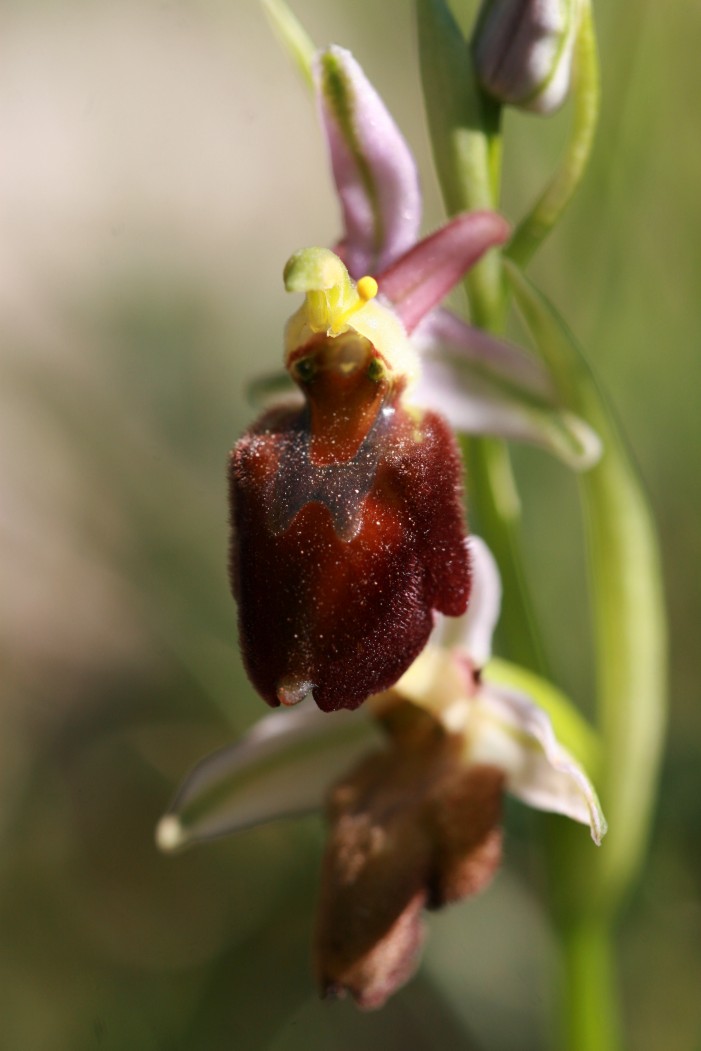 Ophrys praecox o morisii?